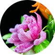 酒店流行菜